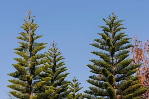 Norfolk Island Pine