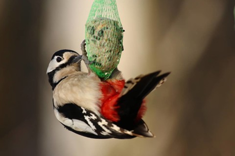 Great spotted woodpecker