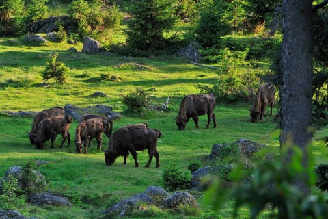 European bison