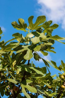 Common fig