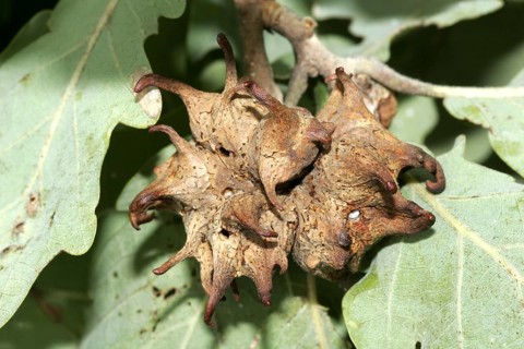 Common oak gall wasp