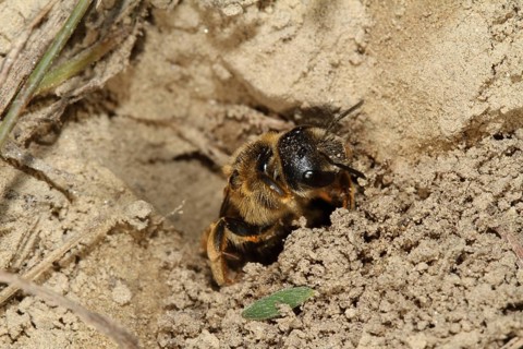 Sand wasp