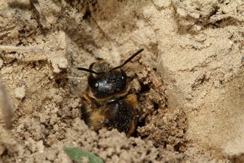 Sand wasp