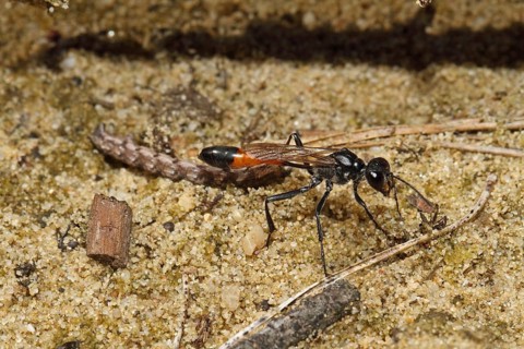 Three-phase sand wasp