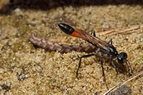 Three-phase sand wasp