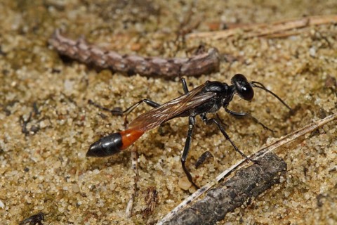 Three-phase sand wasp