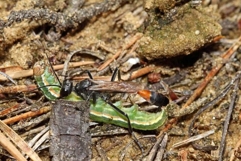 Three-phase sand wasp