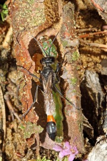 Three-phase sand wasp