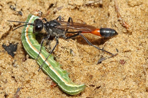 Three-phase sand wasp