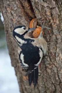 Great spotted woodpecker