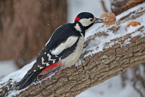 Great spotted woodpecker