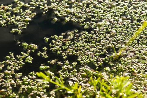 Small water lens