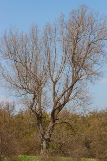 (Populus) alpa POPPLER