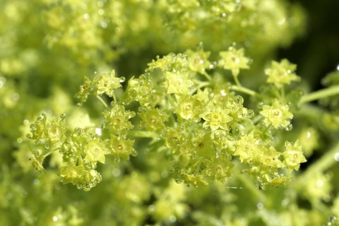 Lady's mantle