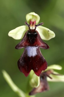 Fly orchid