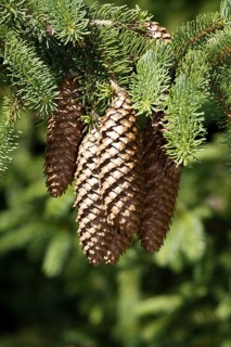 Common spruce