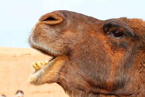 Bactrian camel