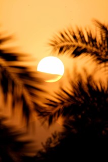 Sun and palm fronds