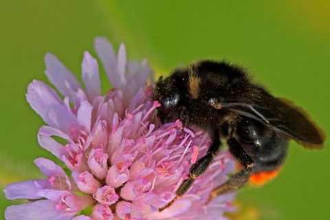 Parasitic bumblebee on field widow's-flower