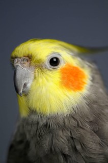 Cockatiel