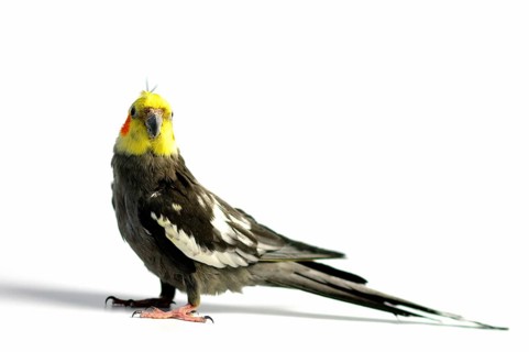 Cockatiel