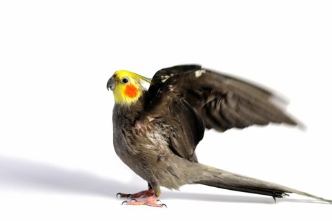 Cockatiel
