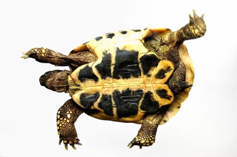 Greek tortoise