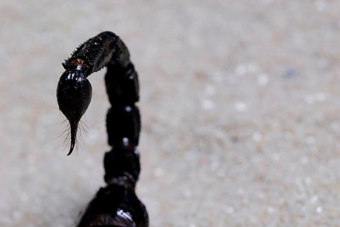 Emperor Scorpion