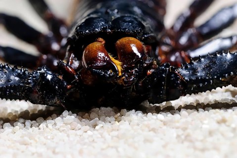 Emperor Scorpio