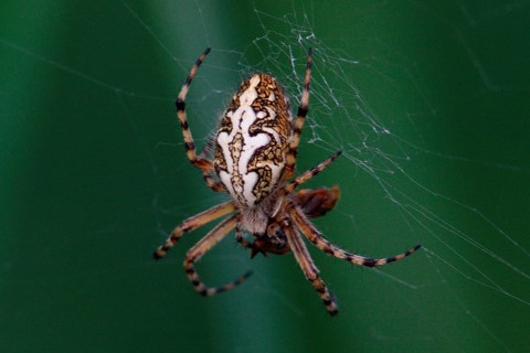 Acorn Leaf Spider