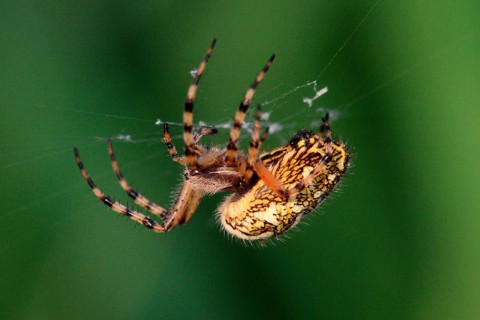 Acorn Leaf Spider