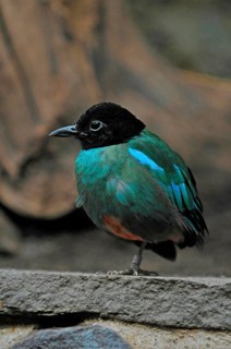 Cap pitta