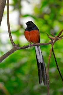 Shama Thrush
