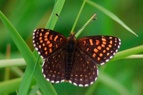Valerian Fritillary