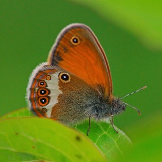 Pearl grass butterfly