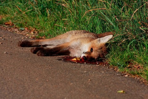 Red fox