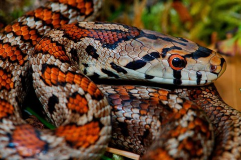 Leopard snake