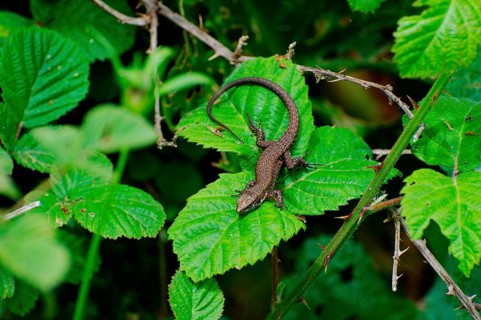 Splendid callus lizard on blackberry leaf