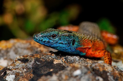 Splendid callosum lizard
