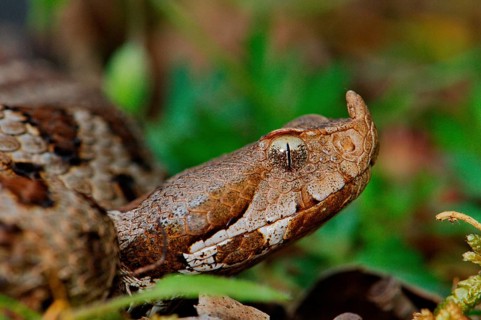 Southern horned viper
