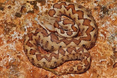 Southern horned viper