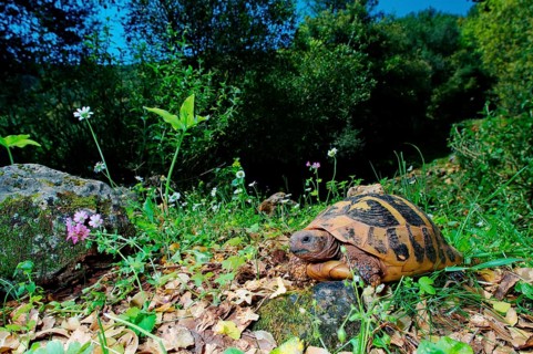 Greek tortoise