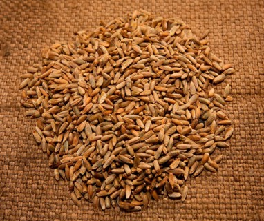 Soft perennial rye