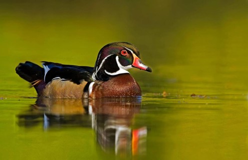 Wood duck