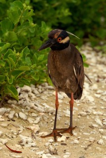Yellow-crowned Night Heron