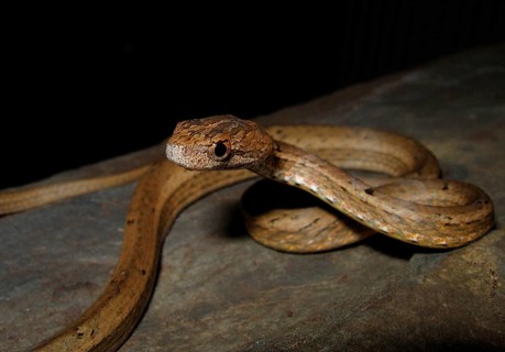 False viper