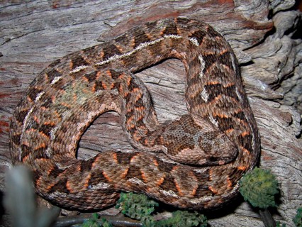 Cape Mountain Viper