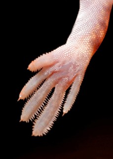 Barking Gecko