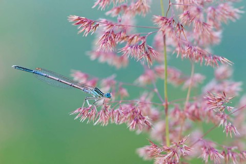 Blue damselfly