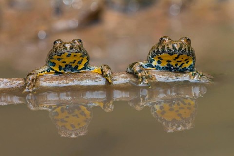 Yellow-bellied toad